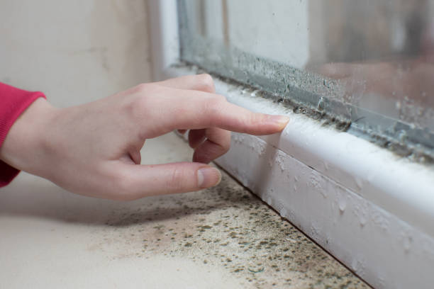 Mold Removal for HVAC Installations in Pequot Lakes, MN