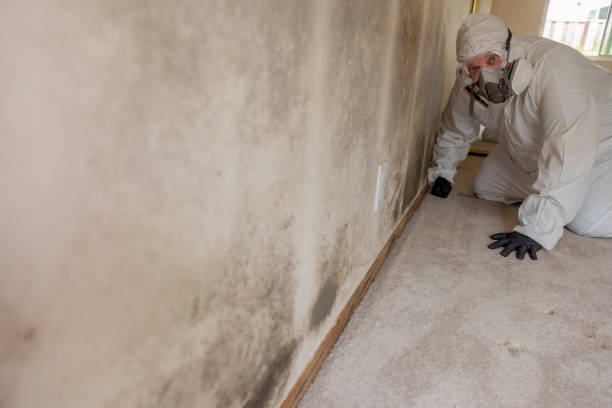 Professional Mold Removal in Pequot Lakes, MN